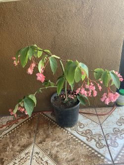 BEGONIA PLANTA 🌱 💲5.00