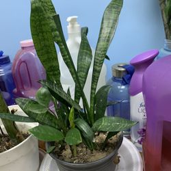 Snake plants (Dracaena trifasciata) and Mixed Zz Plants 