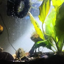 Bio Fish Tank 