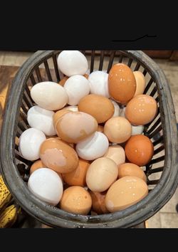 Egg Cartons
