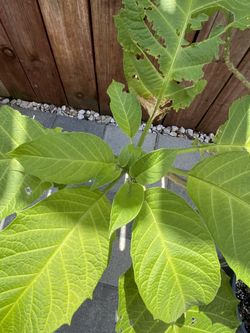 Brugmansia Trumpet Flower Plant - Floripondio Borrachero Trompeta flor planta