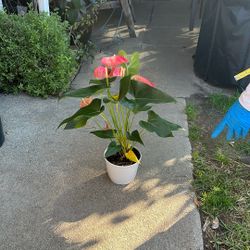 Anthurium Plant