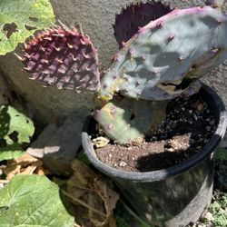 Cactus Santa Rita