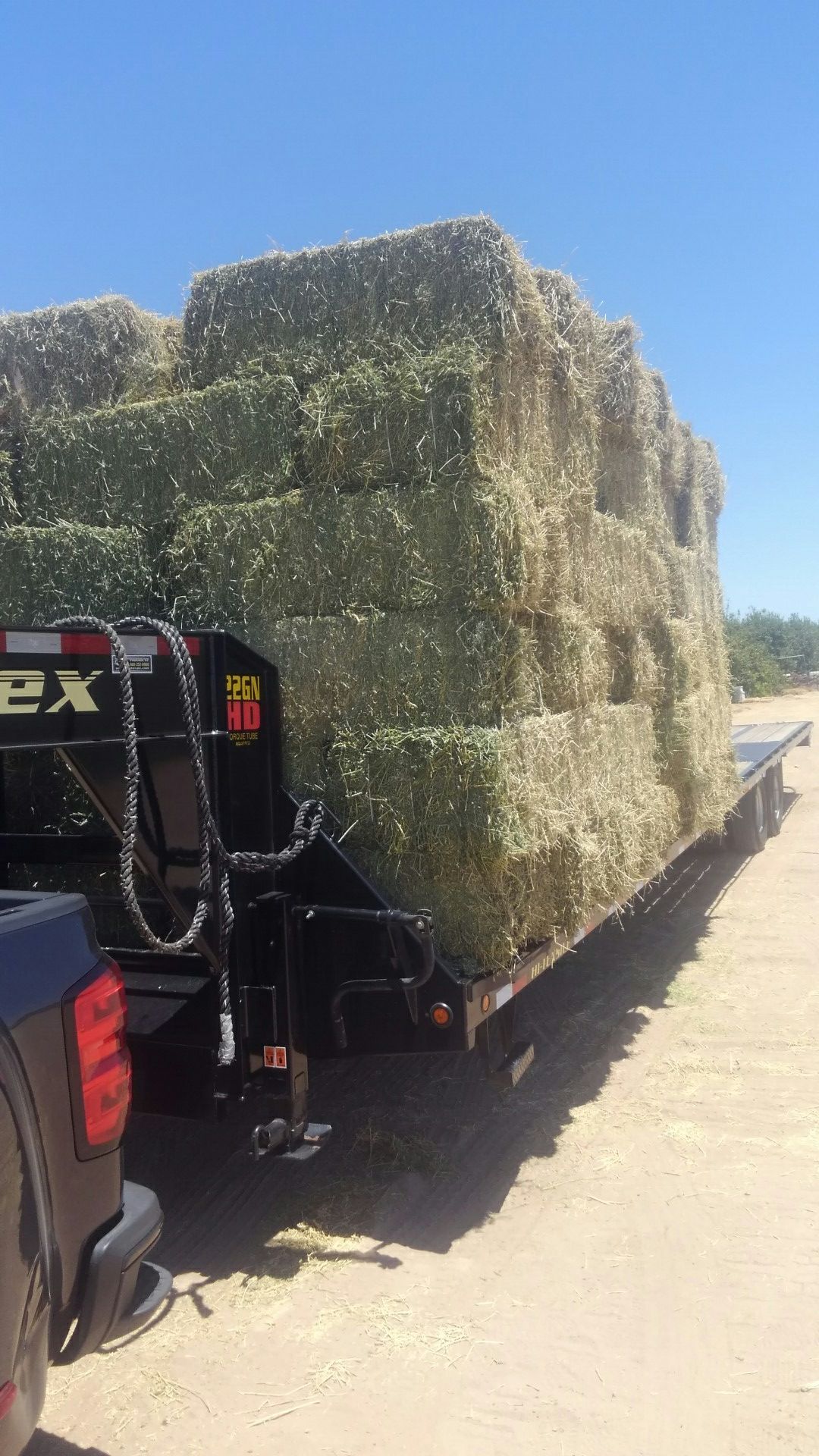 Alfalfa hay