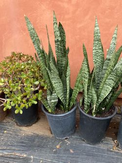 Plants