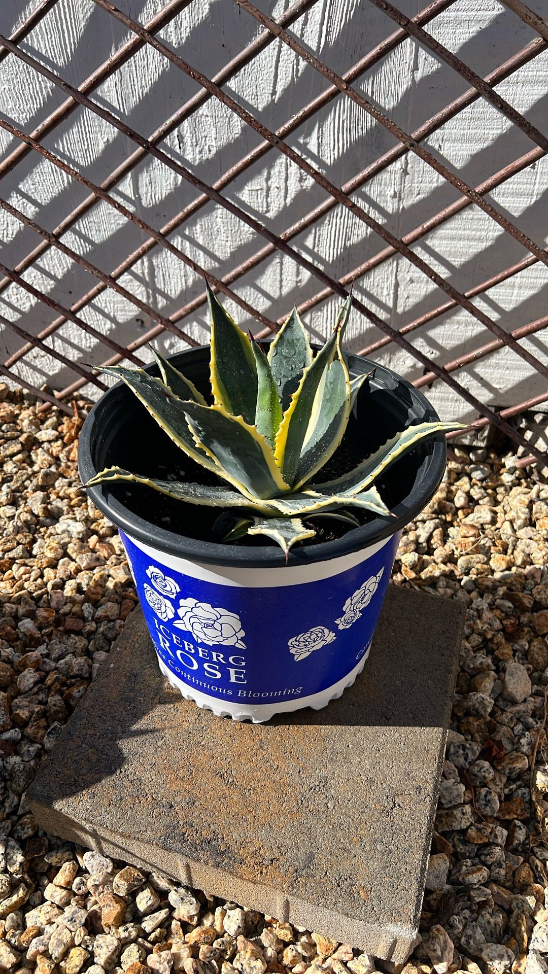 Agave Succulent