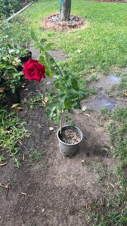 Planta de Rosal guindo