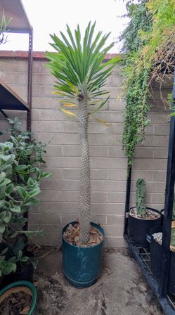 Large Madagascar Palm