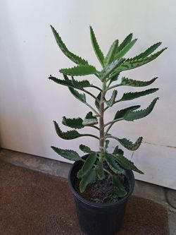 Mala Madre,  O Madre De Mil 