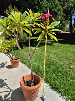 6ft tall Pomeria