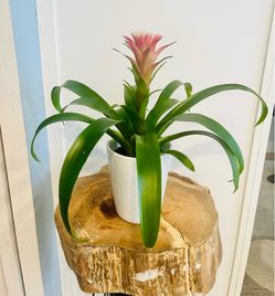 Plant