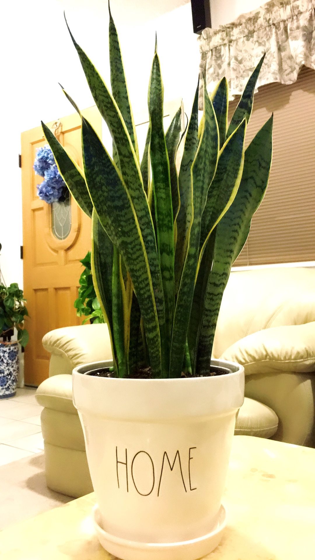 Snake Plant in 8X8” RAE DUNN Ceramic Vase - About 26” tall total - Indoor Plant - The Snake Plant gives out the good air and takes away the bad air