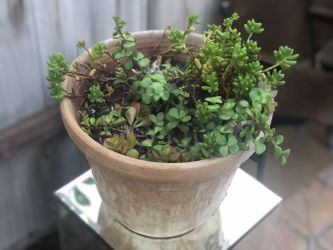 Italian vase with desert flowers