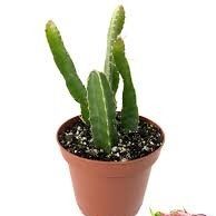 Dragon Fruit Tree Starter