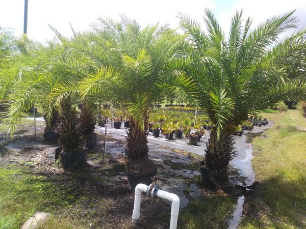Palm trees Delivered and planted 10 foot tall for Sale in ...