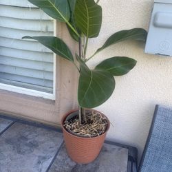 Ficus Plant 