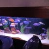 Cichlids For Sale