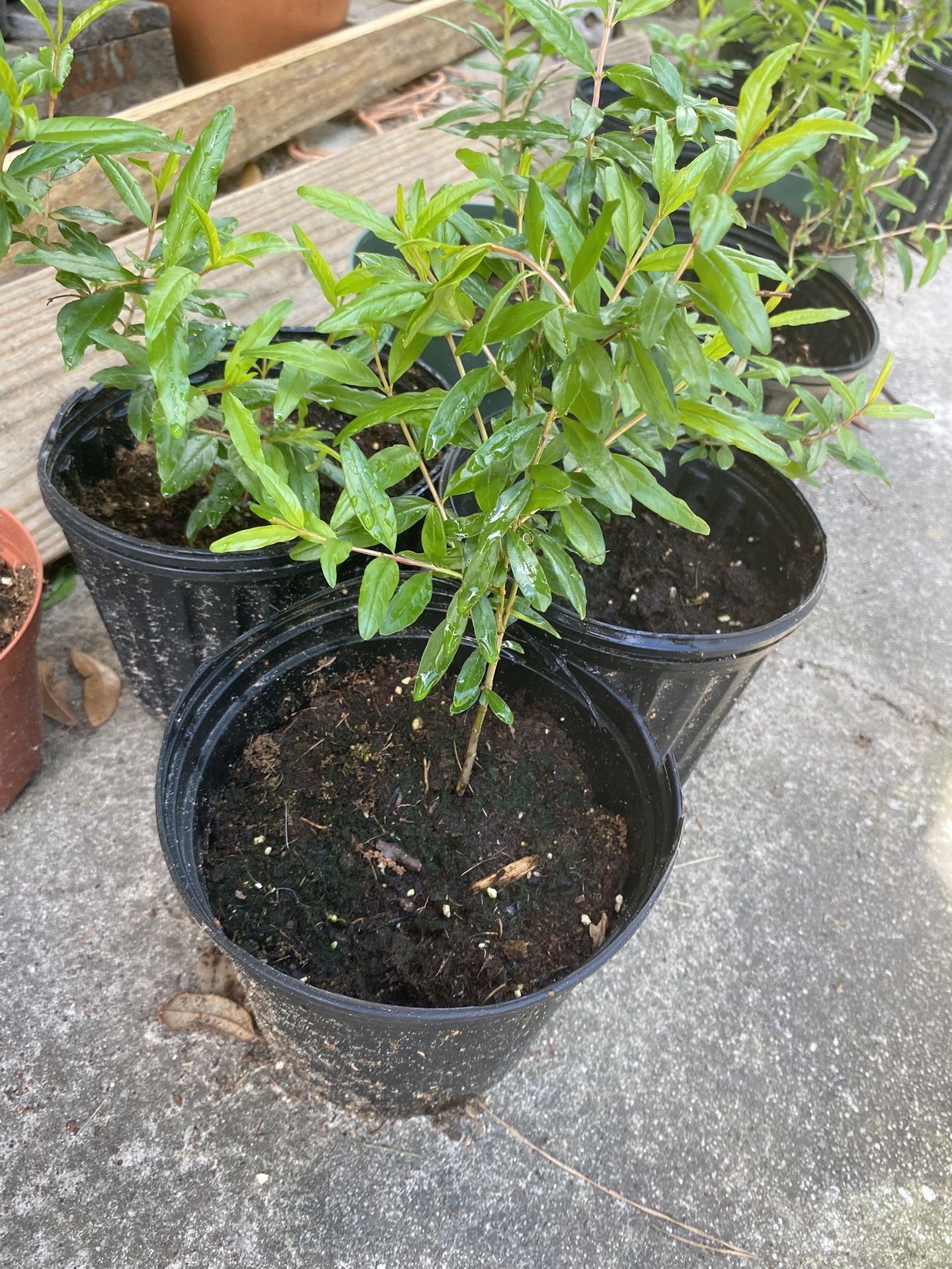 Pomegranate Tree, Grapevine, Sweet Potato, Lemongrass Plants