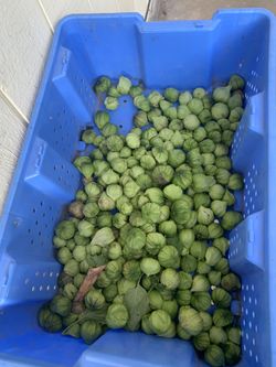 Tomatillo ala venta