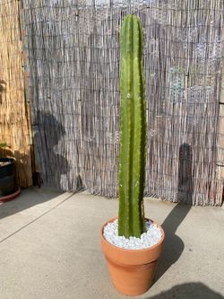 San Pedro cactus