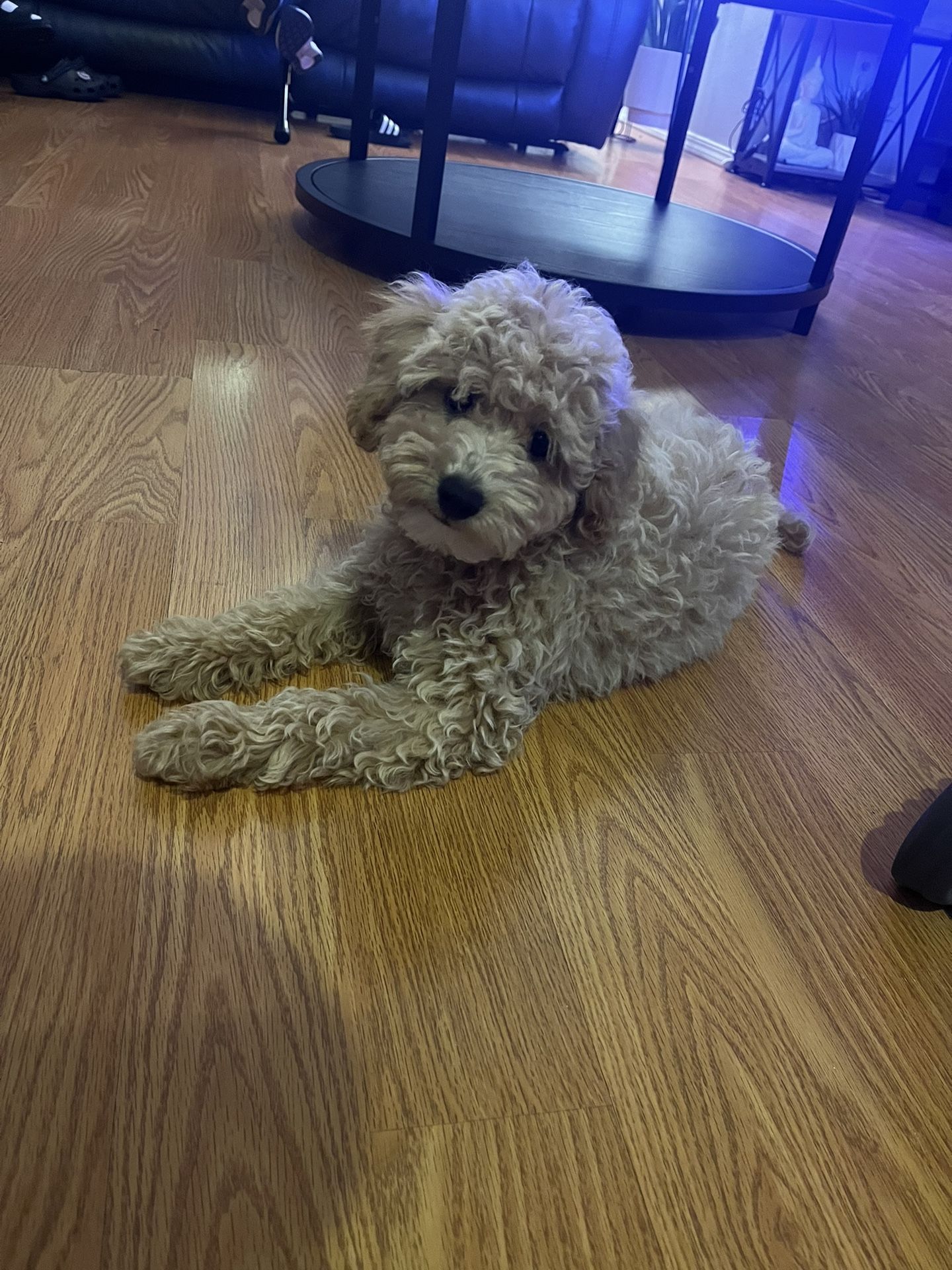 Mini Golden Doodle