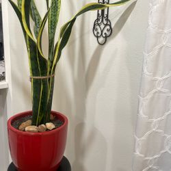 Snake Plant