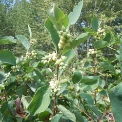 Snowberry 1 Gallon - PNW Native Plant