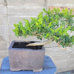 Boxwood Bonsai Tree ,beautiful plant.