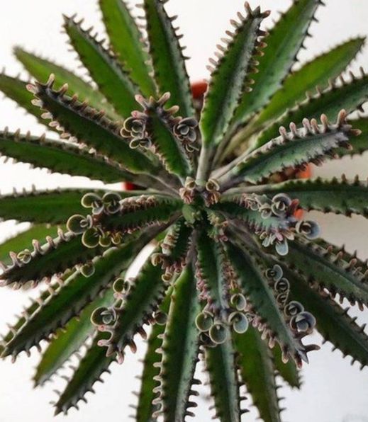 Plants Succulents Yucca 🌵mother of Millions Aloe Vera Dragon Fruit