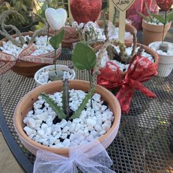 Beautiful Plants 