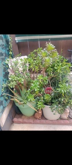 $50 for both plants good condition nice and green