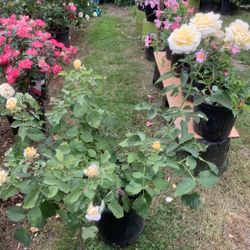 Outdoor rose 