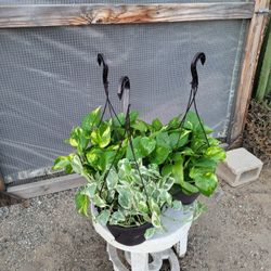 Golden/ Njoy Pothos  Plant 8" Pot $ 10 Each