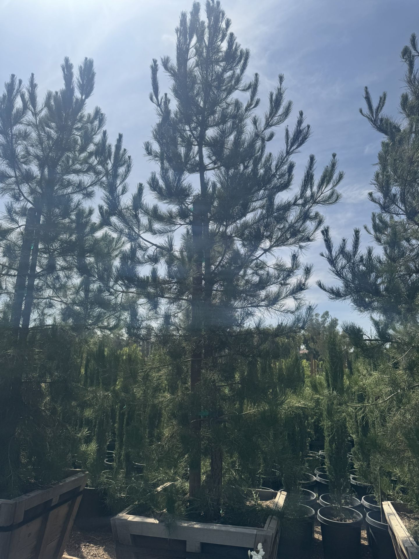 36gal Alderica Pine Tree 14ft Tall