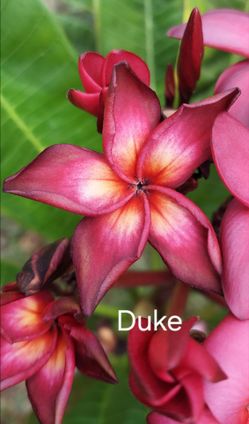 Plumeria Duke Rooted