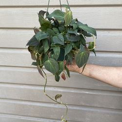 6” Micans Philodendron