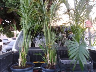 Gardening and Planting