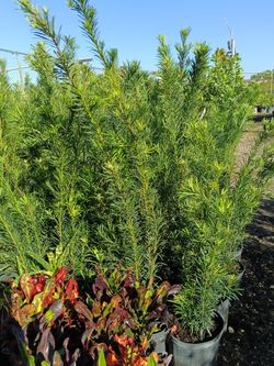 Podocarpus 3gl $8🌿🌿