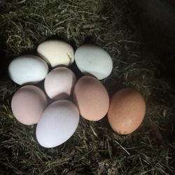 Pasture Raised Eggs 🪺 