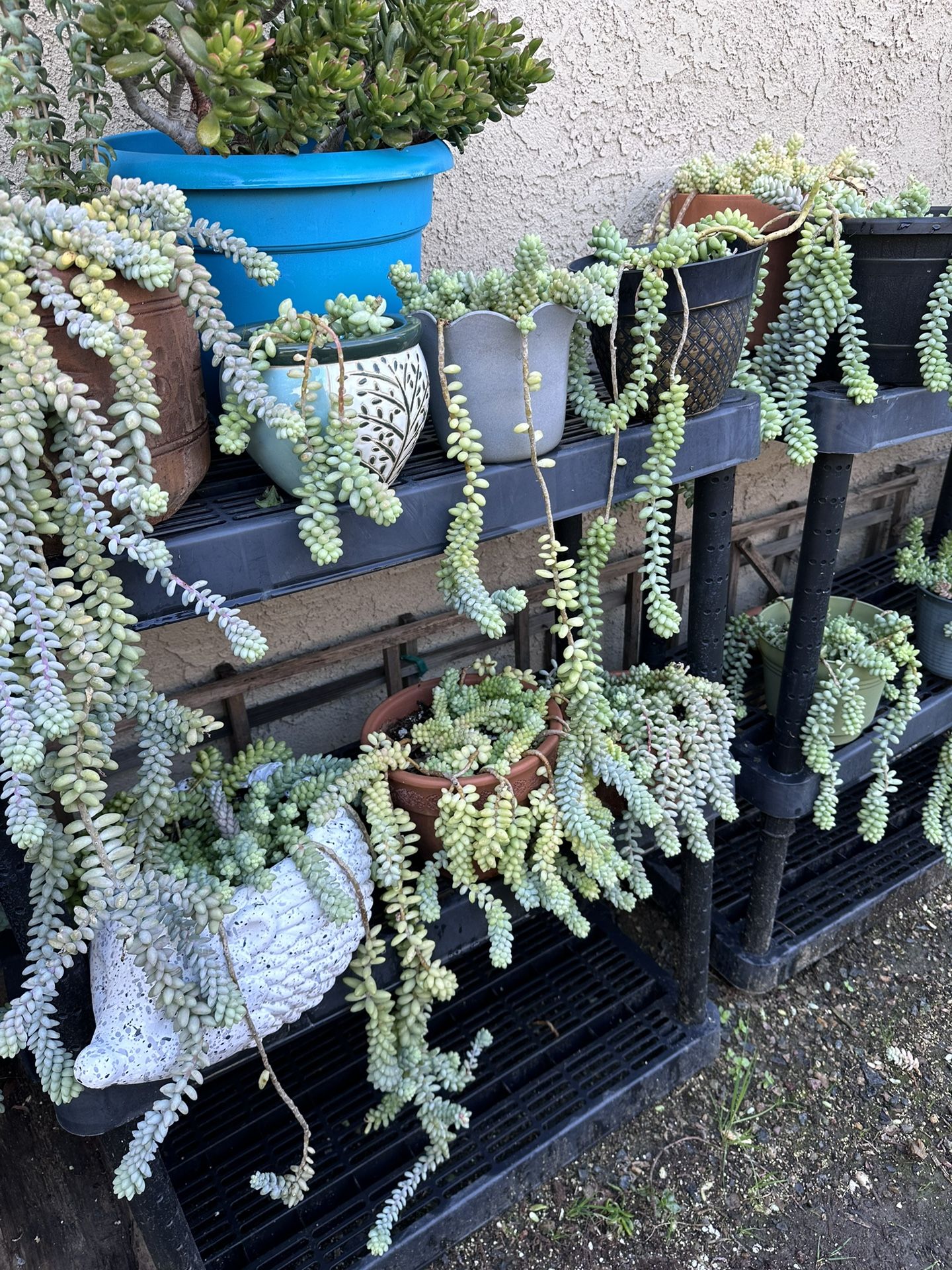 Donkey Tails +lots Of Other Succulents