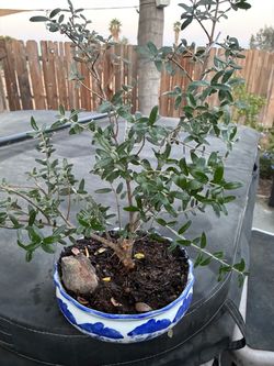 Bonsai olive tree in around blue and white ceramic bonsai pot Bonsai olive tree in around blue and white ceramic bonsai