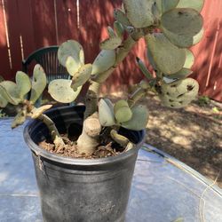 Succulent 