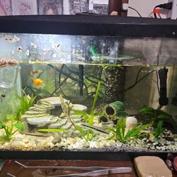 10 Gallon Fish Tank With Kit