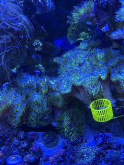 Hammers green stem purple tip