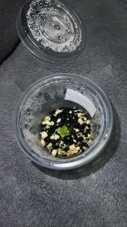 Pinguicula cuttings