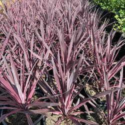 Cordyline