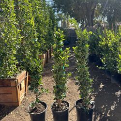 Ligustrum Waxleaf Privets Hedge
