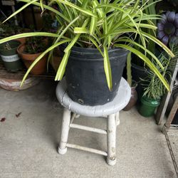 Plant And Stand Set 15 Dlrs