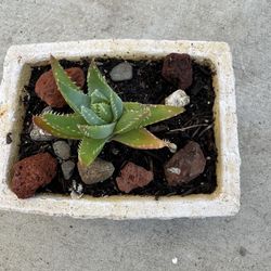 Small Potted Succulent