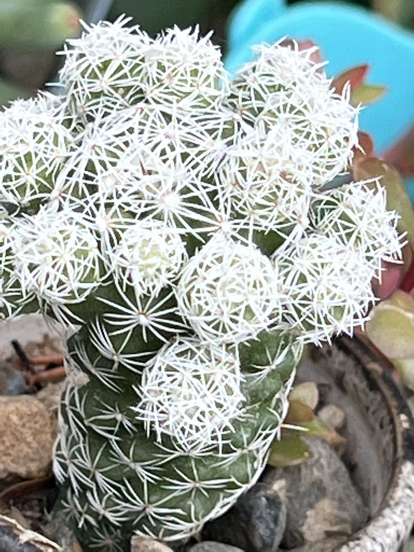 Thimble Cacti -blooms With White Massive Tiny Flowers